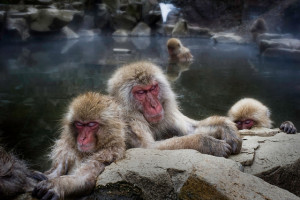Sleeping monkeys