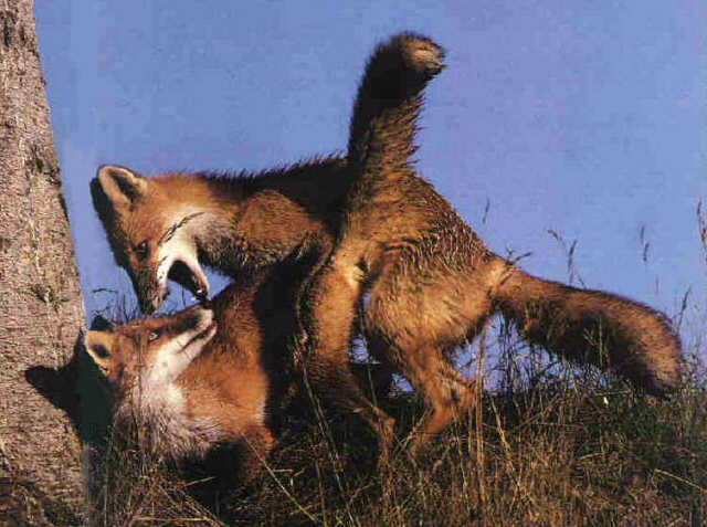 Shagging Foxes
