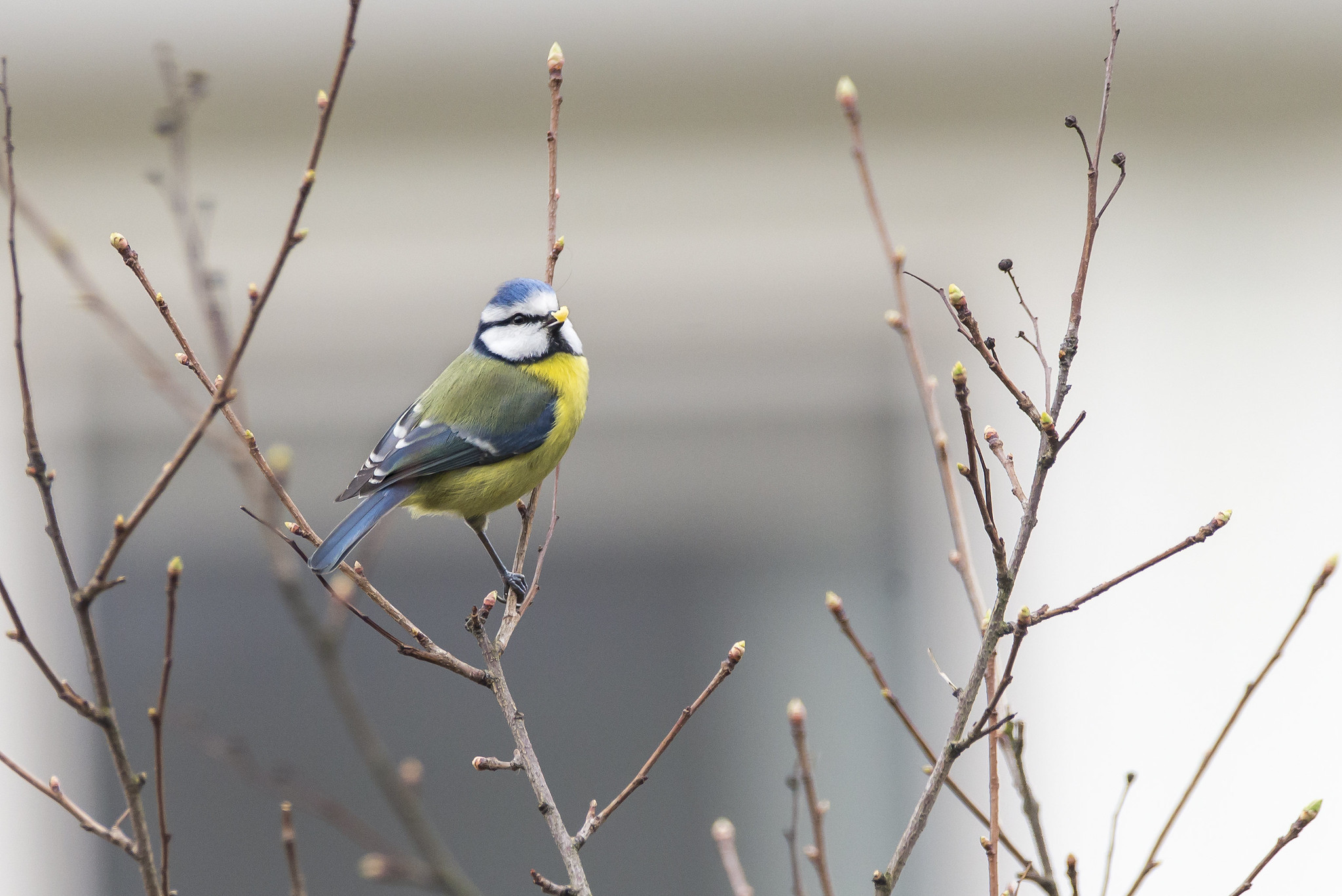 Eurasian blue tit